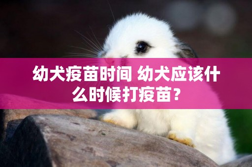幼犬疫苗時間 幼犬應該什么時候打疫苗？