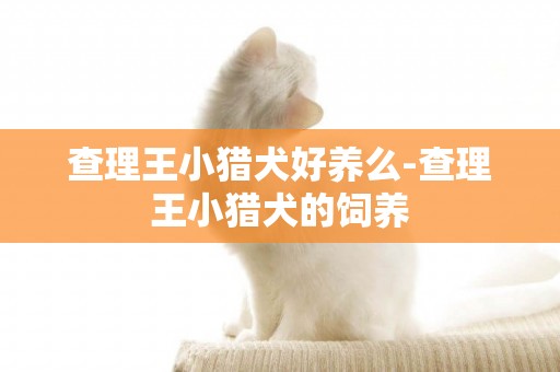 查理王小獵犬好養么-查理王小獵犬的飼養