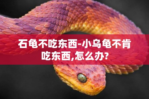 石龜不吃東西-小烏龜不肯吃東西,怎么辦?