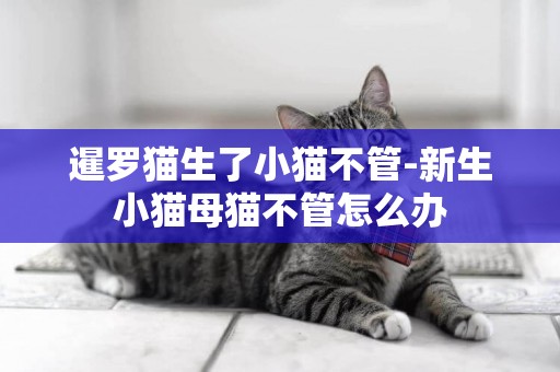 暹羅貓生了小貓不管-新生小貓母貓不管怎么辦