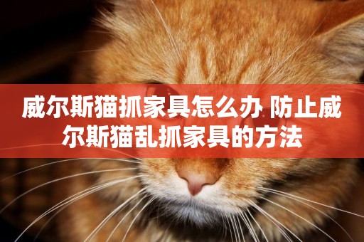威爾斯貓抓家具怎么辦 防止威爾斯貓亂抓家具的方法