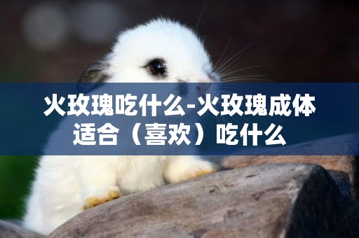火玫瑰吃什么-火玫瑰成體適合（喜歡）吃什么