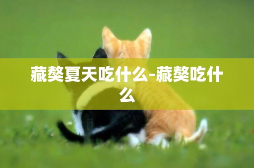 藏獒夏天吃什么-藏獒吃什么