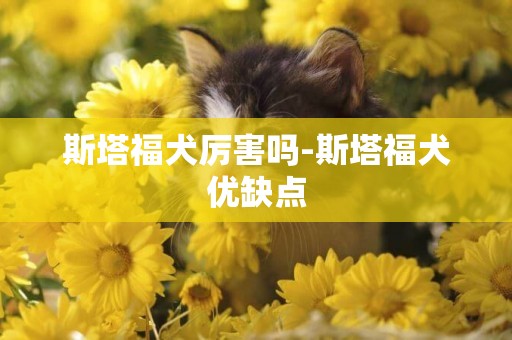 斯塔福犬厲害嗎-斯塔福犬優缺點