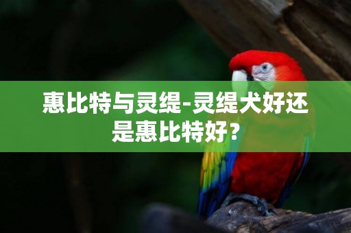 惠比特與靈緹-靈緹犬好還是惠比特好？