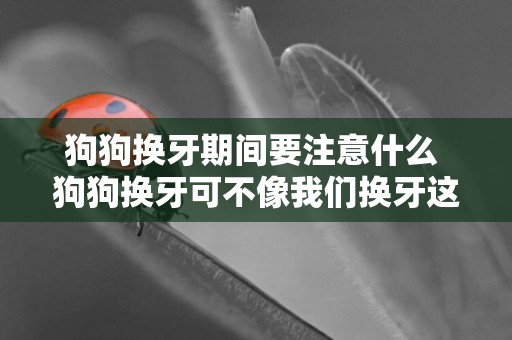 狗狗換牙期間要注意什么 狗狗換牙可不像我們換牙這么輕松