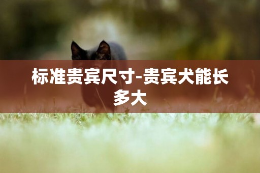 標準貴賓尺寸-貴賓犬能長多大