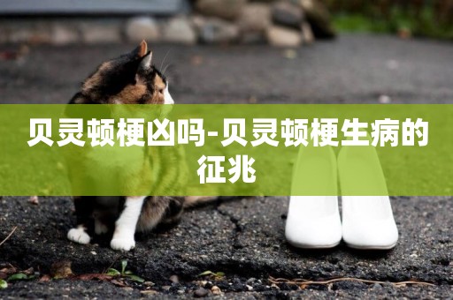 貝靈頓梗兇嗎-貝靈頓梗生病的征兆