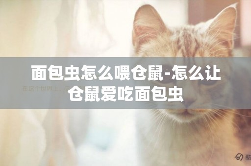 面包蟲怎么喂倉鼠-怎么讓倉鼠愛吃面包蟲