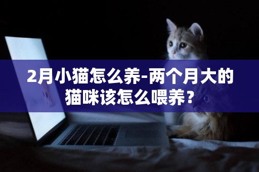 2月小貓怎么養-兩個月大的貓咪該怎么喂養？