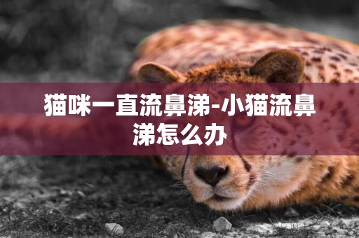 貓咪一直流鼻涕-小貓流鼻涕怎么辦