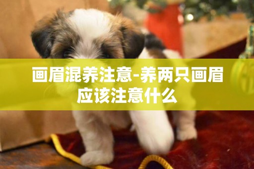 畫眉混養注意-養兩只畫眉應該注意什么