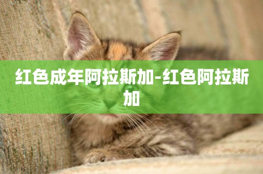 紅色成年阿拉斯加-紅色阿拉斯加