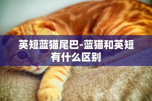 英短藍貓尾巴-藍貓和英短有什么區別