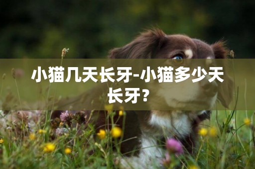 小貓幾天長牙-小貓多少天長牙？