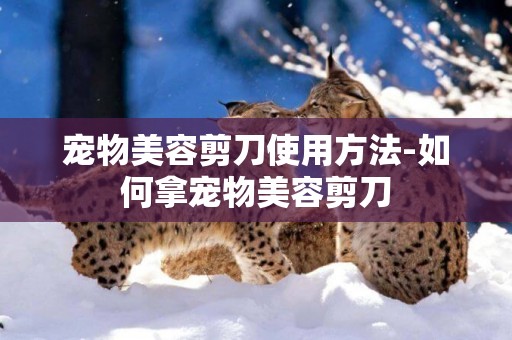 寵物美容剪刀使用方法-如何拿寵物美容剪刀