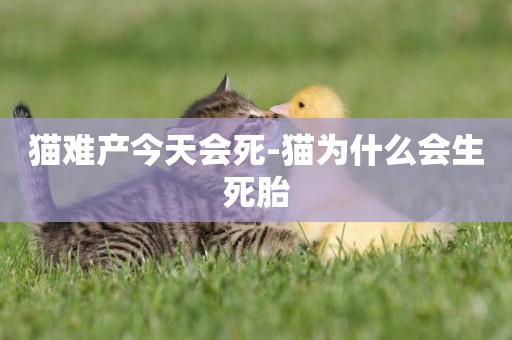 貓難產今天會死-貓為什么會生死胎