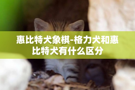 惠比特犬象棋-格力犬和惠比特犬有什么區分