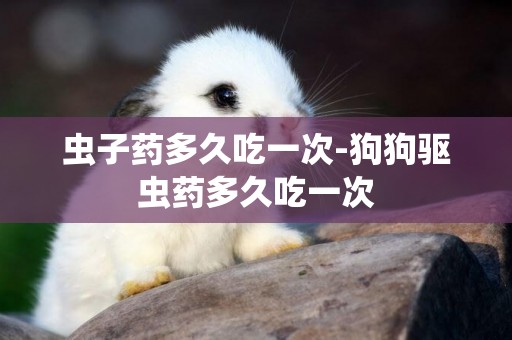 蟲子藥多久吃一次-狗狗驅蟲藥多久吃一次