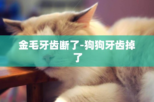 金毛牙齒斷了-狗狗牙齒掉了