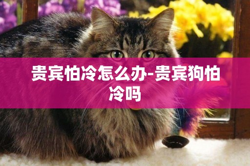 貴賓怕冷怎么辦-貴賓狗怕冷嗎