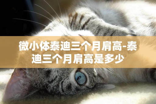 微小體泰迪三個月肩高-泰迪三個月肩高是多少