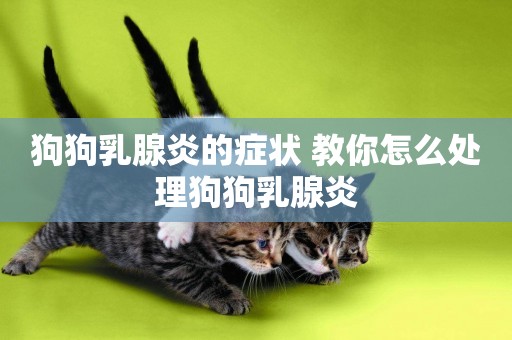 狗狗乳腺炎的癥狀 教你怎么處理狗狗乳腺炎