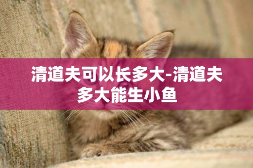 清道夫可以長多大-清道夫多大能生小魚