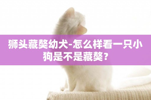 獅頭藏獒幼犬-怎么樣看一只小狗是不是藏獒？