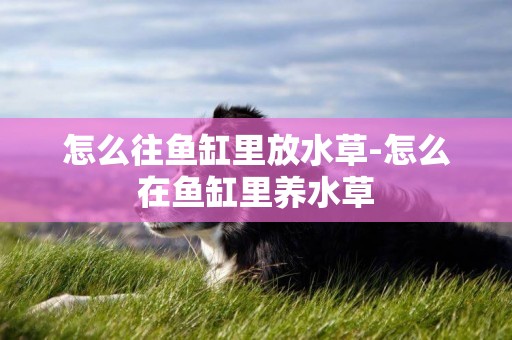 怎么往魚缸里放水草-怎么在魚缸里養水草