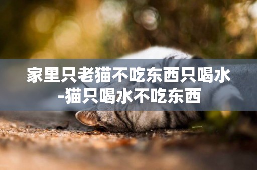 家里只老貓不吃東西只喝水-貓只喝水不吃東西