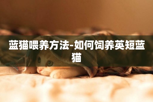 藍貓喂養方法-如何飼養英短藍貓