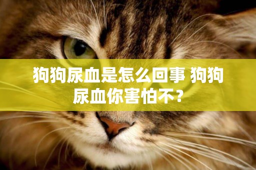 狗狗尿血是怎么回事 狗狗尿血你害怕不？