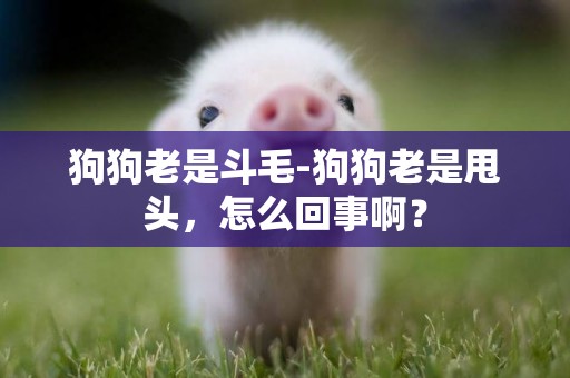 狗狗老是斗毛-狗狗老是甩頭，怎么回事啊？