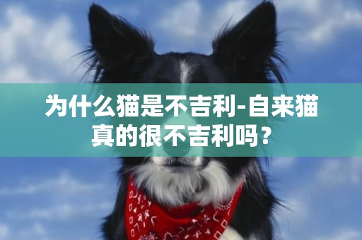 為什么貓是不吉利-自來貓真的很不吉利嗎？