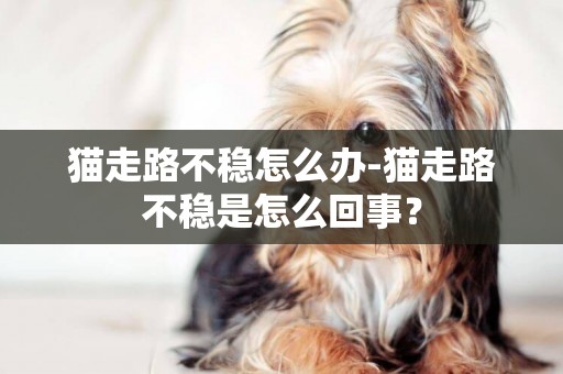 貓走路不穩怎么辦-貓走路不穩是怎么回事？