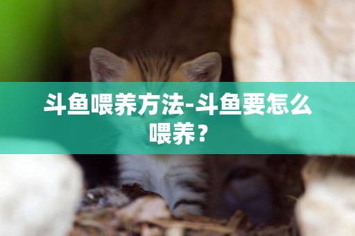 斗魚喂養方法-斗魚要怎么喂養？