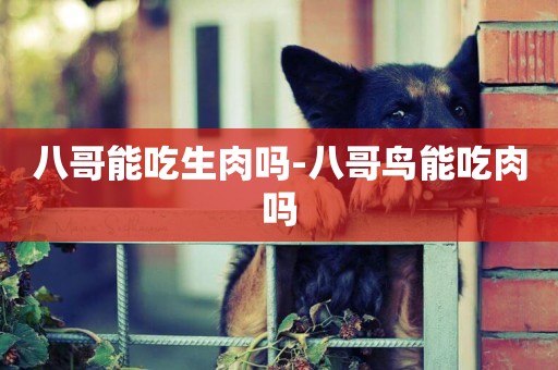 八哥能吃生肉嗎-八哥鳥能吃肉嗎