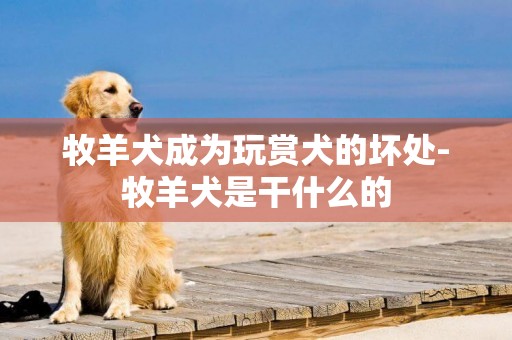 牧羊犬成為玩賞犬的壞處-牧羊犬是干什么的