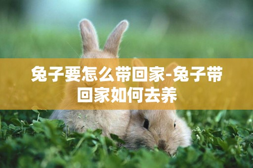 兔子要怎么帶回家-兔子帶回家如何去養