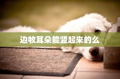 邊牧耳朵能豎起來的么