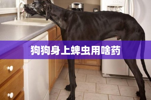 狗狗身上蜱蟲用啥藥