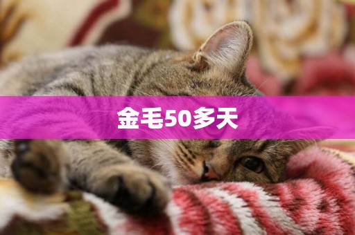 金毛50多天