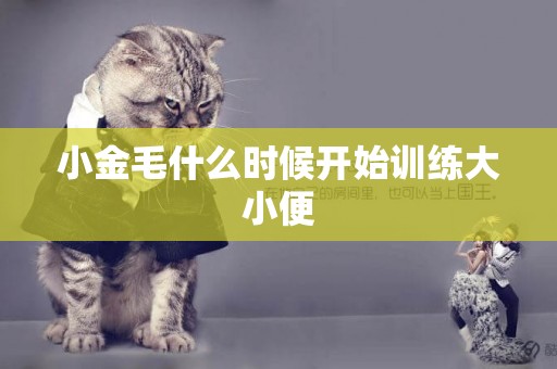 小金毛什么時候開始訓練大小便