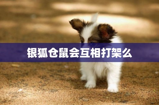 銀狐倉鼠會互相打架么