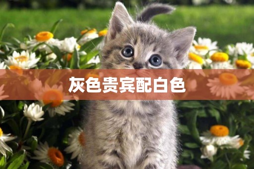 灰色貴賓配白色