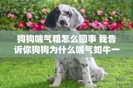 狗狗喘氣粗怎么回事 我告訴你狗狗為什么喘氣如牛一般吧！