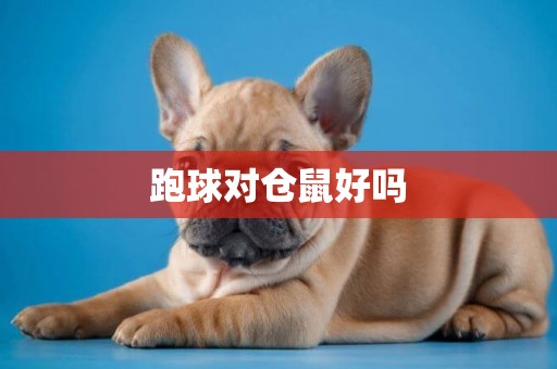 跑球對倉鼠好嗎