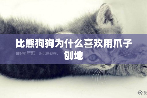 比熊狗狗為什么喜歡用爪子刨地