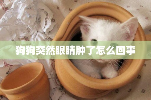 狗狗突然眼睛腫了怎么回事